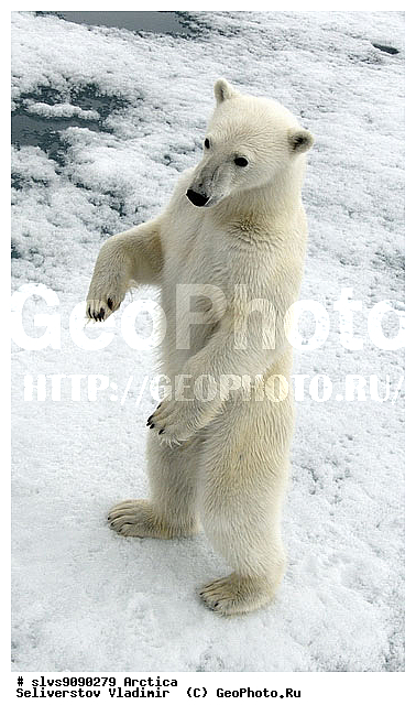 Thalarctos maritimus, �������, ����� �������, ����, ���, ������, �������, ����, �����, ������, �������������, �����, �����, XYZ, ��������, Ursidae, ����� �������, �������� �������, �������� �������, ������� �������, �����, Ursus maritimus