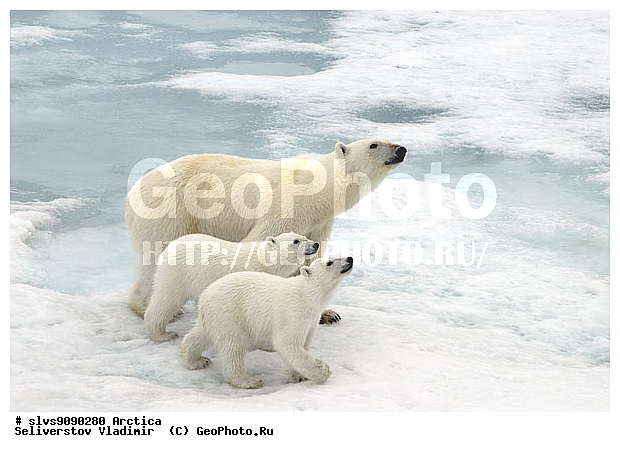 Thalarctos maritimus, �������, ����� �������, ����, ���, ������, �������, ����, �����, ������, �������������, �����, �����, XYZ, ��������, Ursidae, ����� �������, �������� �������, �������� �������, ������� �������, �����, Ursus maritimus