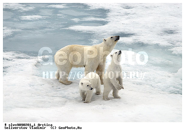 Thalarctos maritimus, �������, ����� �������, ����, ���, ������, �������, ����, �����, ������, �������������, �����, �����, XYZ, ��������, Ursidae, ����� �������, �������� �������, �������� �������, ������� �������, �����, Ursus maritimus