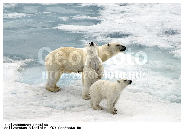 Thalarctos maritimus, �������, ����� �������, ����, ���, ������, �������, ����, �����, ������, �������������, �����, �����, XYZ, ��������, Ursidae, ����� �������, �������� �������, �������� �������, ������� �������, �����, Ursus maritimus