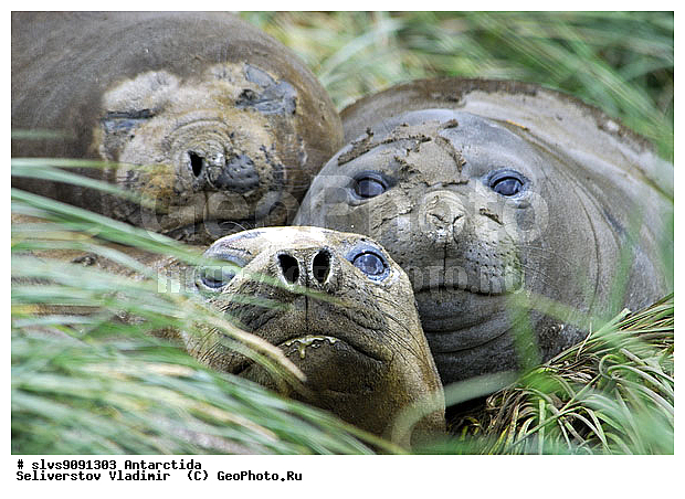 ����������, ��������, �������� ����, ����������