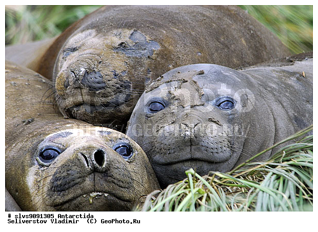 ����������, ��������, �������� ����, ����������