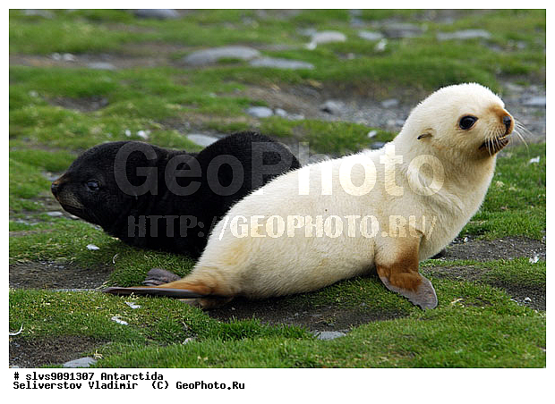 ����������, ��������, �������� ����, ����������