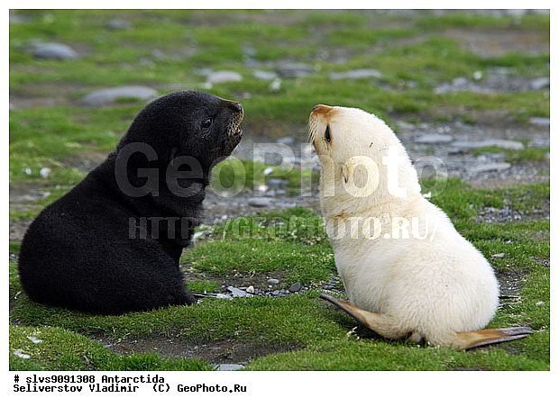 ����������, ��������, �������� ����, ����������