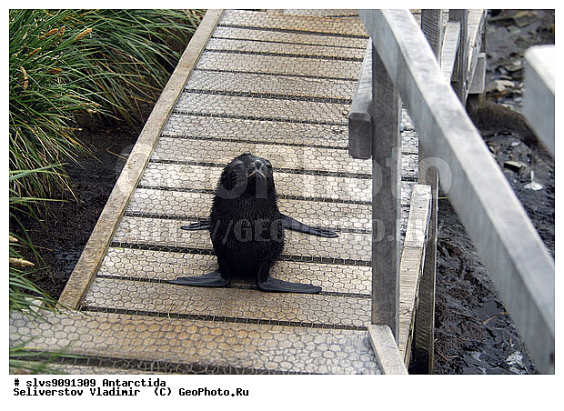 ����������, ��������, �������� ����, ����������