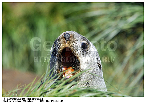 ����������, ��������, �������� ����, ����������