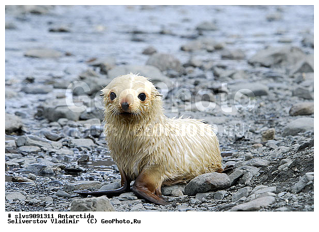 ����������, ��������, �������� ����, ����������