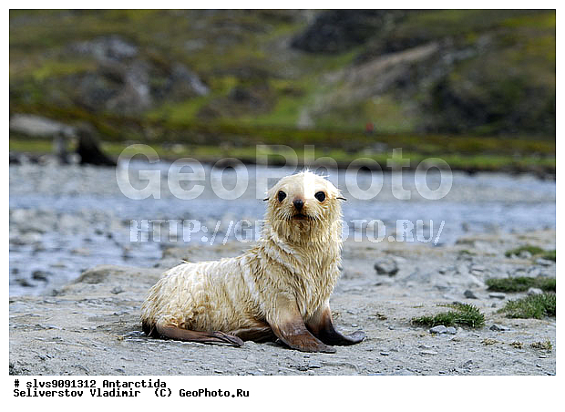 ����������, ��������, �������� ����, ����������