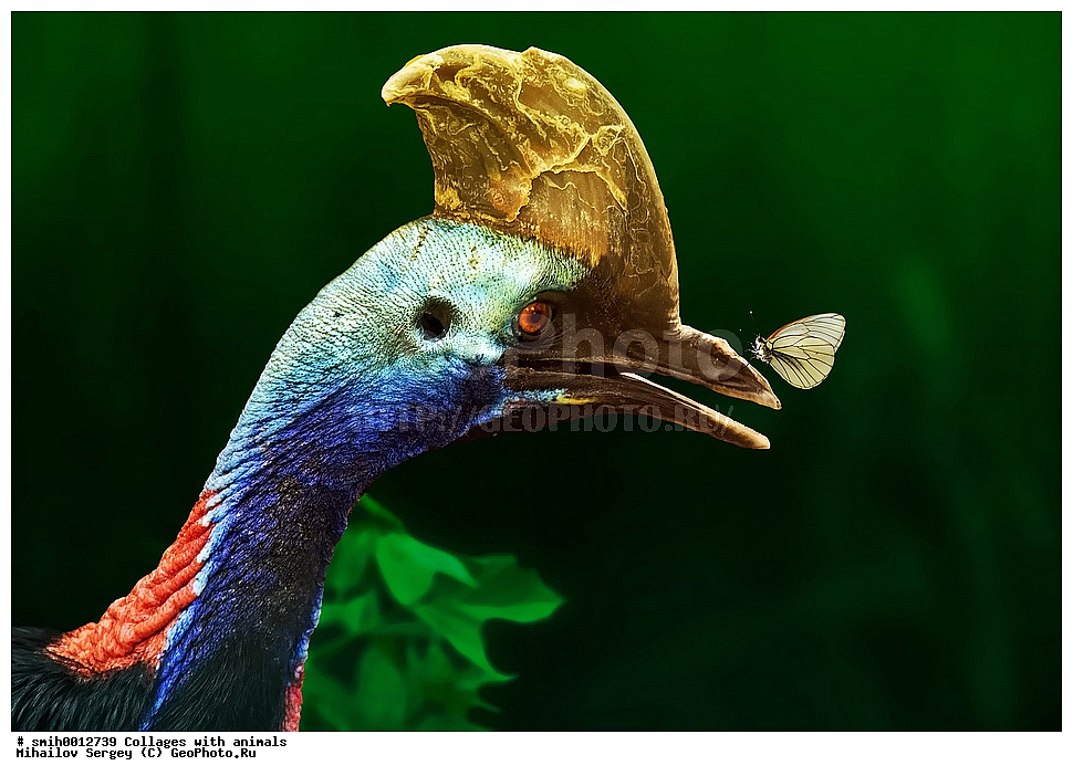 ������, ��������