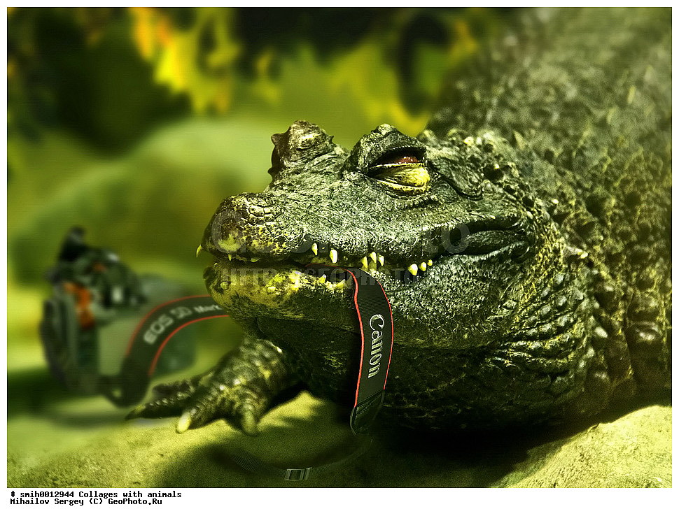 ������, ��������