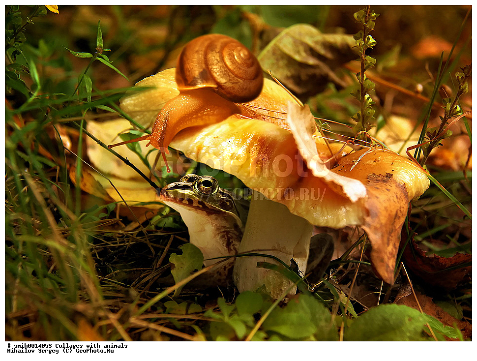 ������, ��������