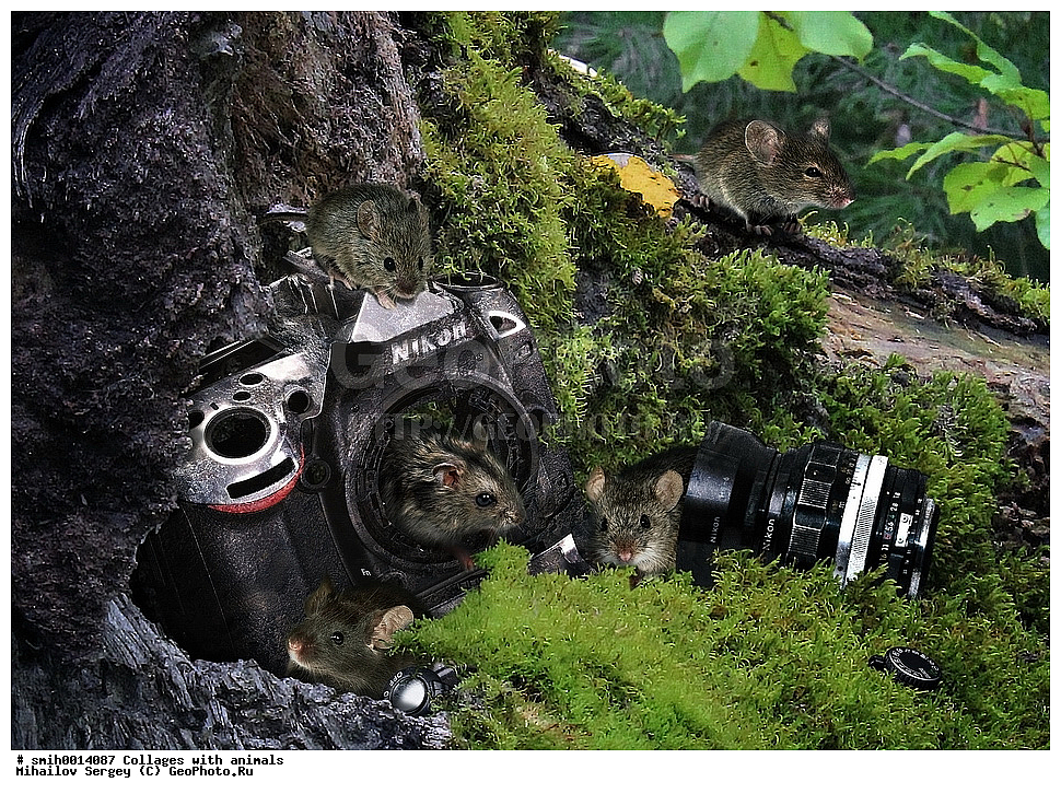 ������, ��������