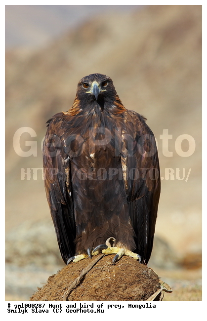 ��������, ����� � ��������, ������, ����, �����, ����� � ������� �������, �����, ��������� �����, �������, ������ �����, ��������, ��������, �����, �����, ��������, �����������, ������ �����, ������ �����, XYZ, ����������, Accipitridae, Aquila chrysaetos