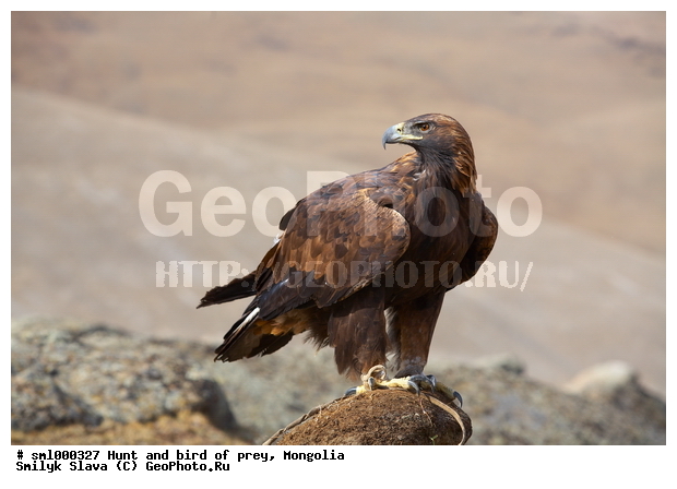 ��������, ����� � ��������, ������, ����, �����, ����� � ������� �������, �����, ��������� �����, �������, ������ �����, ��������, ��������, �����, �����, ��������, �����������, ������ �����, ������ �����, XYZ, ����������, Accipitridae, Aquila chrysaetos