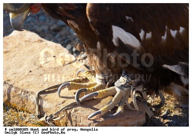 ��������, ������, �����, ����, �����, ����� � ������� �������, �����, ��������, ��������, �����, �����, ��������, �����������, ������ �����, ������ �����, XYZ, ����������, Accipitridae, Aquila chrysaetos