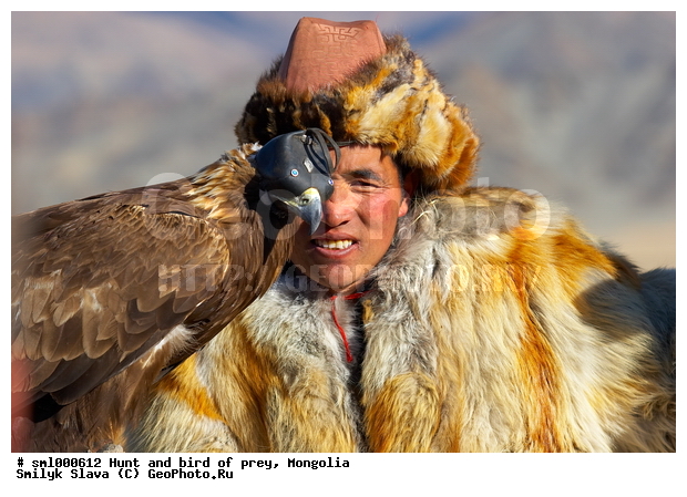 ��������, ������, ��������, ����, �����, ����� � ������� �������, �������, �����, ��������, ��������, �����, �����, ��������, �����������, ������ �����, ������ �����, XYZ, ����������, Accipitridae, Aquila chrysaetos