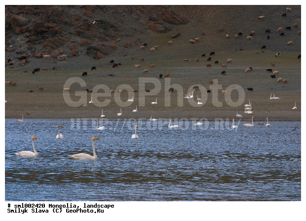 ��������, ������