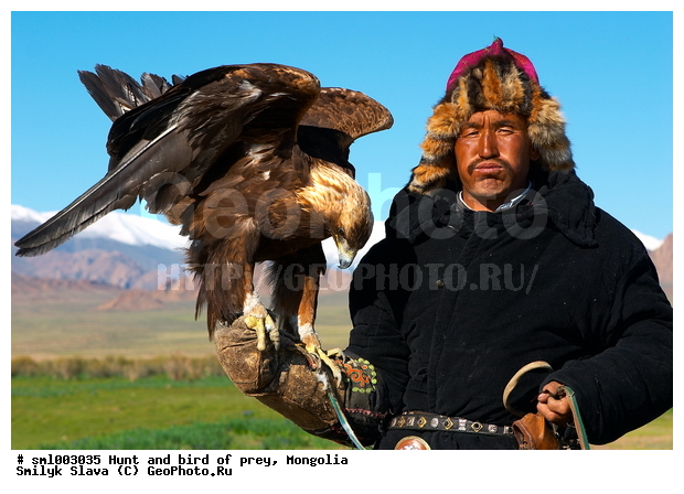 ��������, ����, �����, ������, ��������, ����, �����, ����� � ������� �������, �������, �����, �������, ��������, ��������, �����, �����, ��������, �����������, ������ �����, ������ �����, XYZ, ����������, Accipitridae, Aquila chrysaetos