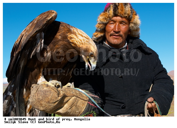 ��������, ����, �����, ������, ��������, ����, �����, ����� � ������� �������, �������, �����, �������, ��������, ��������, �����, �����, ��������, �����������, ������ �����, ������ �����, XYZ, ����������, Accipitridae, Aquila chrysaetos