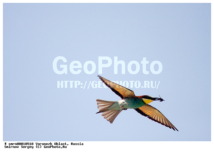 ����������� �������, ���, ��������, ������, ������, ���������, �����, ���� �����������, �����, �����, XYZ, ��������, Meropidae, ���������� �����, Merops apiaster