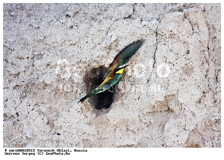 ����������� �������, ��������, ������, ������, ����, �����, ���� �����������, �����, �����, XYZ, ��������, Meropidae, ���������� �����, Merops apiaster