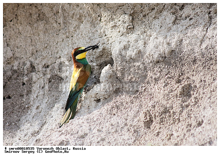 ����������� �������, ���, ��������, ���������, ����, ���� �����������, �����, �����, XYZ, ��������, Meropidae, ���������� �����, Merops apiaster