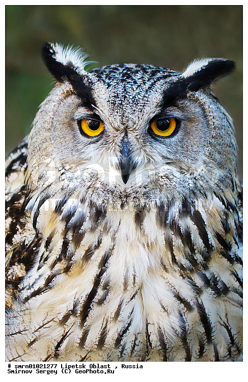 ��������� �����, �������� �������, �����, ��������, ����, �����, ������