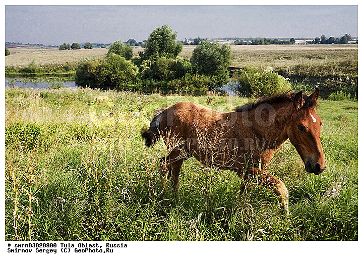 ��������� �����, �������� �������, ���������, ����, ����, ������, ���, ���� ������������, �����, ������, ��������, ��������, �������������, �������������, �����, �����, XYZ, ���������, Equidae, �������� ������, Equus ferus caballus, ������, ��������, ��������, �������������, �������������, �����, �����, XYZ, ���������, Equidae, �������� ������, Equus ferus caballus