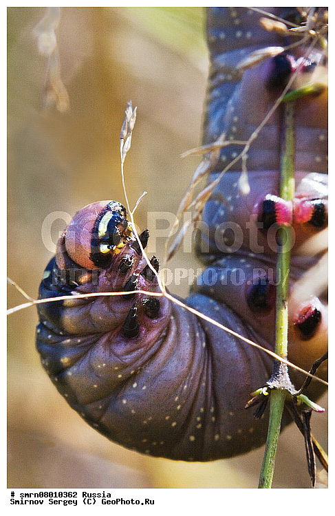 ����������� �������, ��������������, ���, ����, ��������, �����, ���������, �����, ����������� �������, ����������� ������, ����������� ����������� �����, ����������� ����� ������, ������, ��������, ��������, ���������, ���������, XYZ, ��������, Sphingidae, �������� �������, ��������� �������, Laothoe populi, �������, �������, ��������, ��������������, �������������