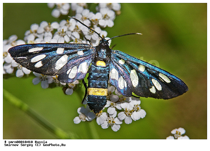 ����������� �������, ��������������, ��������, �����, ���������, �����, ������, ��������, ��������, ���������, ���������, �������, �������, XYZ, �������, �����-����������, Erebidae, ������������ ������������, ������������ ���������, ������ ��������� ���������, Amata nigricornis