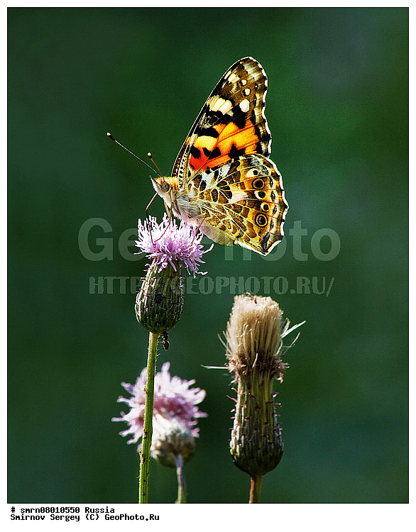 ����������� �������, ��������������, ��������, �����, ���������, �����, ����������� �������, ����������� ������, ����������� ����������� �����, ����������� ����� ������, ������, ��������, ��������, ��������������, �������������, ���������, ���������, �������, �������, XYZ, ���������, Nymphalidae, ���������, ��������������, �������������� �������������, Vanessa cardui, Papilio cardui, Cynthia cardui, Pyrameis cardui, Papilio belladonna, Papilio carduelis, Vanessa elymi