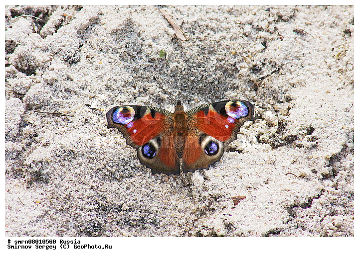 ����������� �������, ��������������, ��������, �����, ���������, �����, ��������, ��������, ��������������, ���������, ���������, �������, �������, XYZ, ���������, Nymphalidae, �������� ����, ������� �������� ����, Inachis io, ��������������