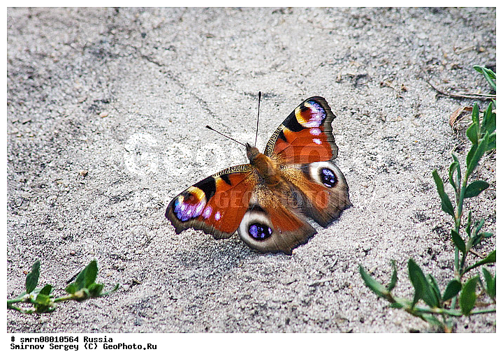 ����������� �������, ��������������, ��������, �����, ���������, ��������, ��������, ��������������, ���������, ���������, �������, �������, XYZ, ���������, Nymphalidae, �������� ����, ������� �������� ����, Inachis io, ��������������