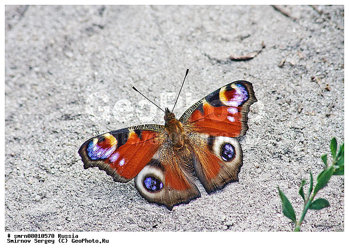 ����������� �������, ��������������, ��������, �����, ���������, ��������, ��������, ��������������, ���������, ���������, �������, �������, XYZ, ���������, Nymphalidae, �������� ����, ������� �������� ����, Inachis io, ��������������