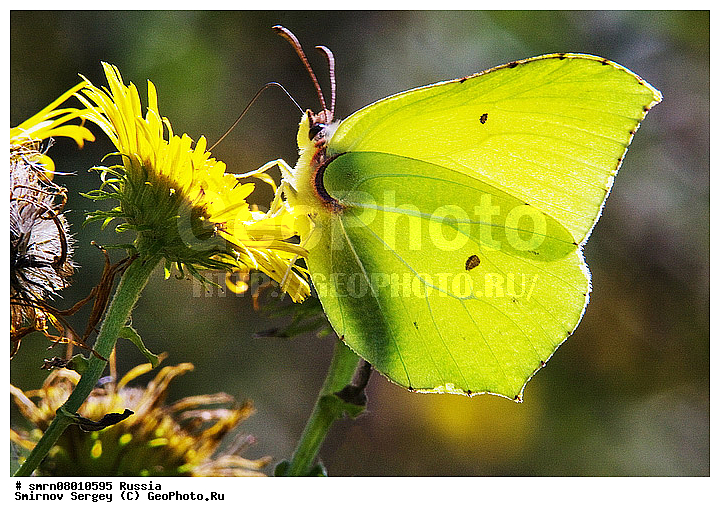 ����������� �������, ��������������, ������, ��������, �����, ���������, ������, ����������� ������, ����������� ����������� �����, ����������� ����� ������, ������, ��������, ��������, ��������������, �������������, ���������, ���������, �������, �������, XYZ, �������, Pieridae, ����������, ���������, ��������� ������������, Gonepteryx rhamni