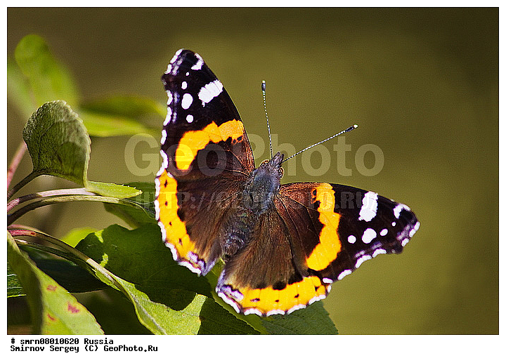 ����������� �������, ��������������, ��������, ������, �����, ���������, ����������� �������, ����������� ������, ����������� ����������� �����, ����������� ����� ������, ������, ��������, ��������, ��������������, �������������, ���������, ���������, �������, �������, XYZ, ���������, Nymphalidae, �������, Vanessa atalanta