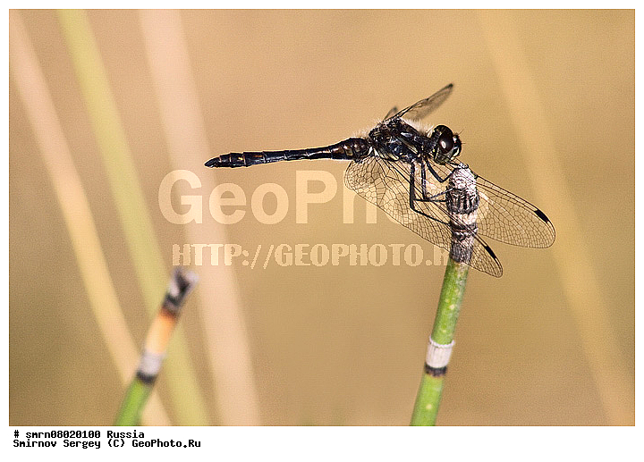 ����������� �������, ��������������, ��������, �����, ���������, �������