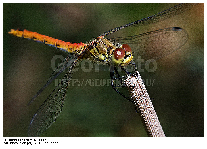 ����������� �������, ��������������, ��������, �����, ���������