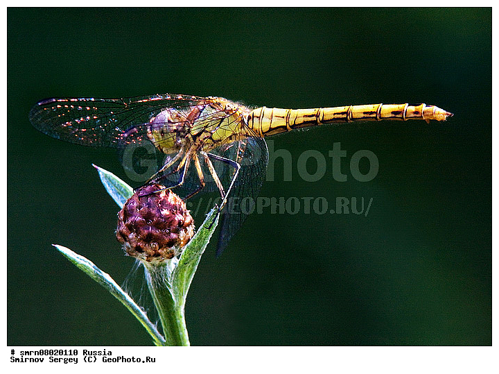 ����������� �������, ��������������, ��������, �����, ���������, ������