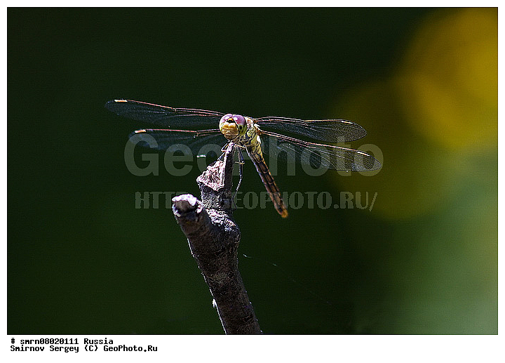 ����������� �������, ��������������, �����, ��������, �����, ���������