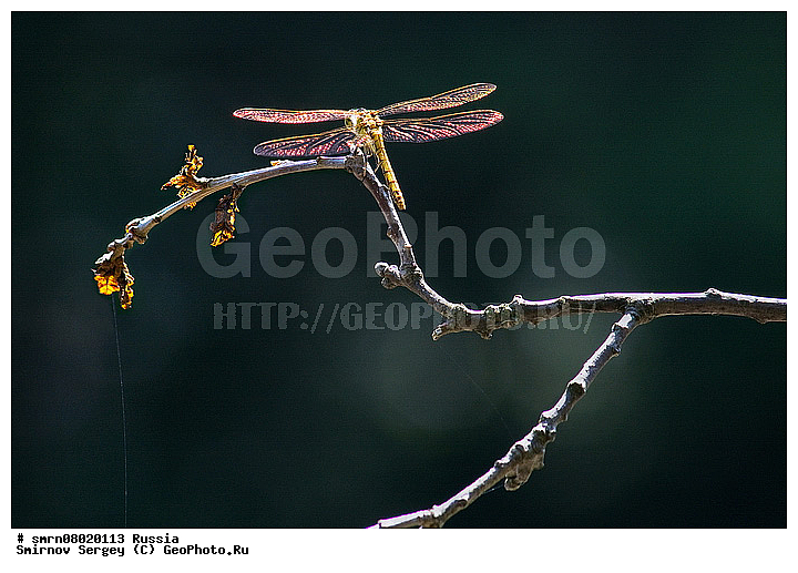 ����������� �������, ��������������, �����, ��������, �����, ���������