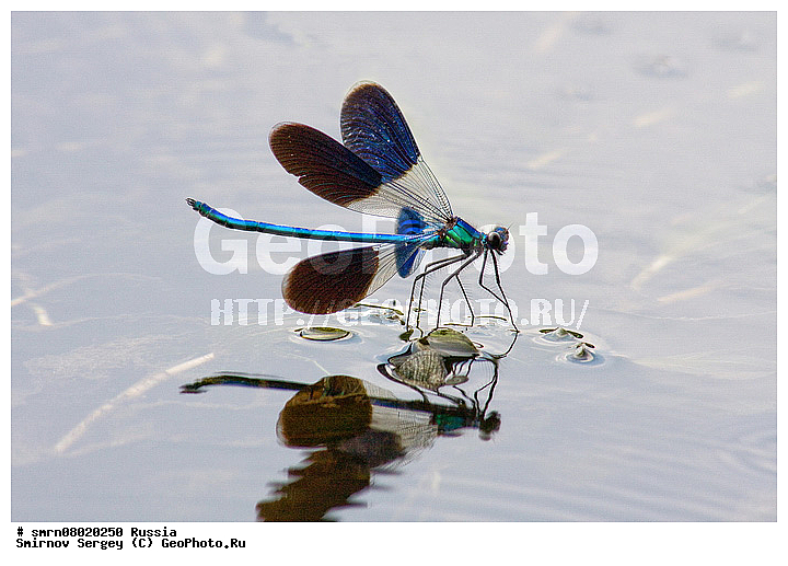 ����������� �������, ��������������, ������, ��������, ������, �����, ���������, ����, ��������, ��������, ���������, ���������, �����������, ��������, ��������, XYZ, ��������, Calopterygidae, ��������� ��������, Calopteryx splendens