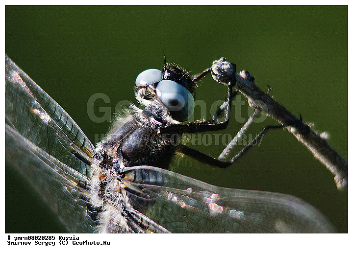 ����������� �������, ��������������, �����, ��������, �����, ���������, ����������� �������, ����������� ������, ����������� ����������� �����, ������, ��������, ��������, ���������, ���������, �����������, ��������, ��������, XYZ, ��������� ��������, Libellulidae, �������� ����������, �������� ����������, �������� �������, ��������� ����������, ��������� ����������, ������� ������� ��������, �������� ������������, Orthetrum cancellatum, ��������������, �������������