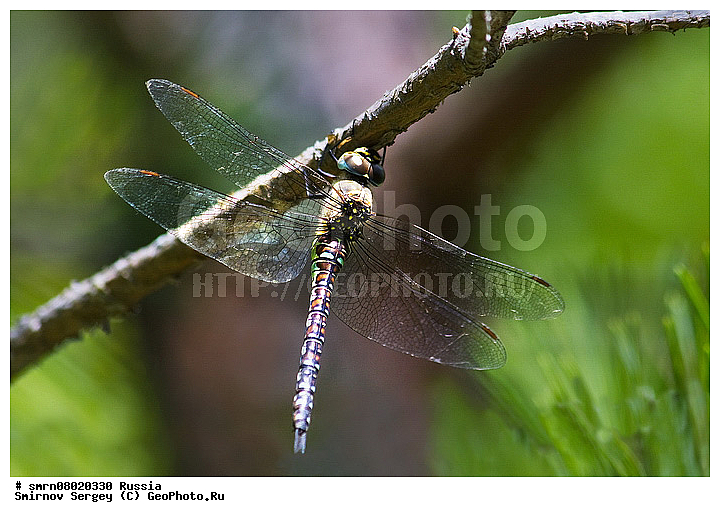 ����������� �������, ��������������, �����, ��������, �����, ���������