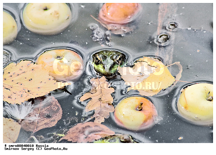 ����������� �������, �������, ������, ��������, �����������, ������, �����, �����, ����, ������, ������, ��������, ��������, �����������, �����������, �������, �������, �������, �������, XYZ, ��������� �������, Ranidae, ������ �������, ������� �������, Pelophylax ridibundus