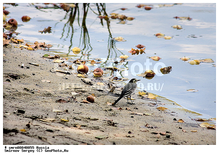 �����, ������, ��������, ������, �����, ����, ������, ����������� �������, ����������� ������, ����������� ����������� �����, ����������� ����� ������, ������, ��������, ��������, �����, �����, ��������, �����������, XYZ, �������������, Motacillidae, ����� ����������, Motacilla alba