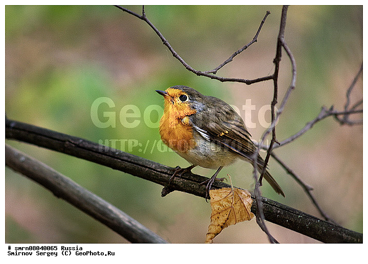 ����������� �������, �����, ������, ��������, ����, �����, �����, ����������� ������, ����������� ����������� �����, ������, ��������, ��������, �����, �����, ��������, �����������, XYZ, ������������, Muscicapidae, �������, Erithacus rubecula