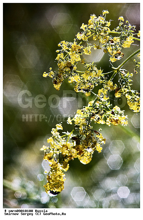 ����������� �������, �����, �����, ����, ����, �����