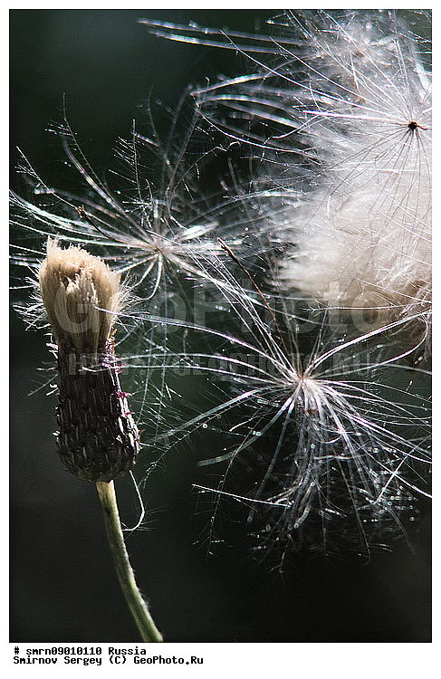 ����������� �������, �������, �����, ������, ������