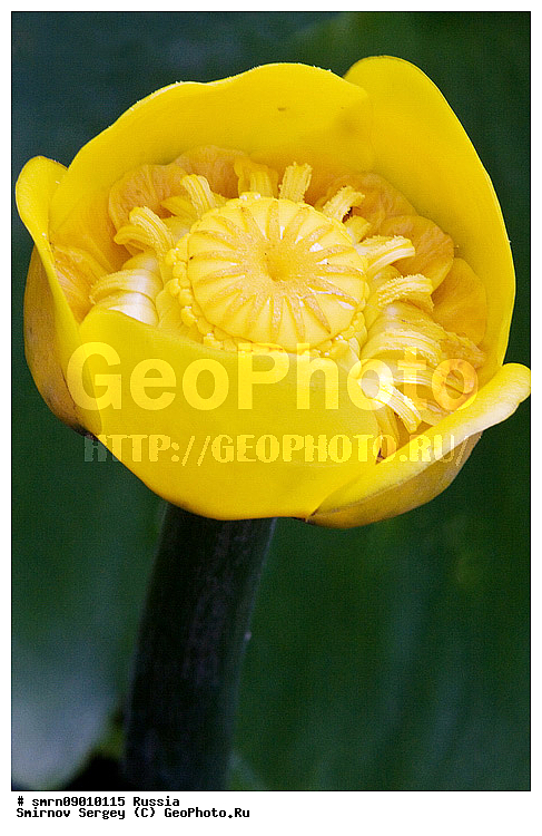 ����������� �������, ������, ������, �����, ����